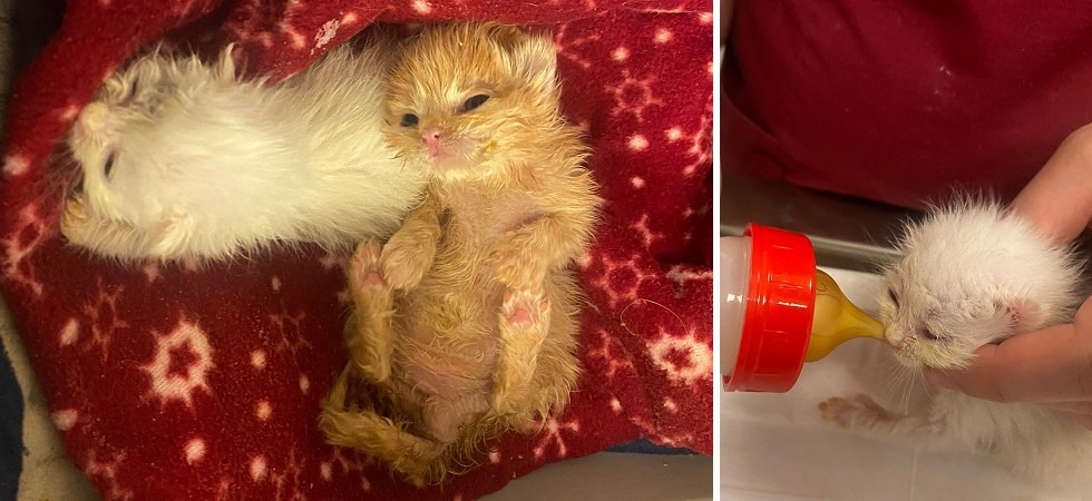 Due gattini neonati abbandonati su un muretto a soli 10 giorni di vita, gli esperti: “Ecco come comportarsi con i cuccioli”